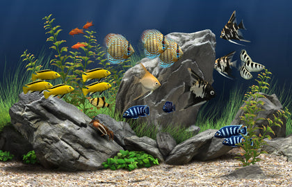 Fish