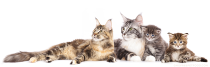 Cats