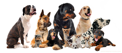 Dogs