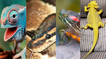 Reptiles