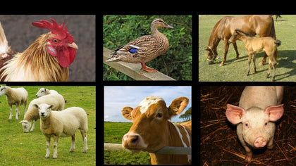 Livestock