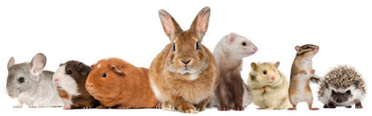 Small Mammals