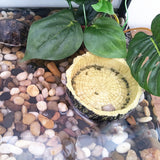Aquarium Reptile Turtle Basking Feeding Bowl Platform Floating Fish Tank Decor