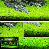 Aquarium Plant Seeds Glossostigma Hemianthus Water Green Grass Fish Tank Decor